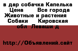 в дар собачка Капелька › Цена ­ 1 - Все города Животные и растения » Собаки   . Кировская обл.,Леваши д.